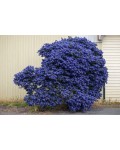 Ceanothus thyrsiflorus Конча фото